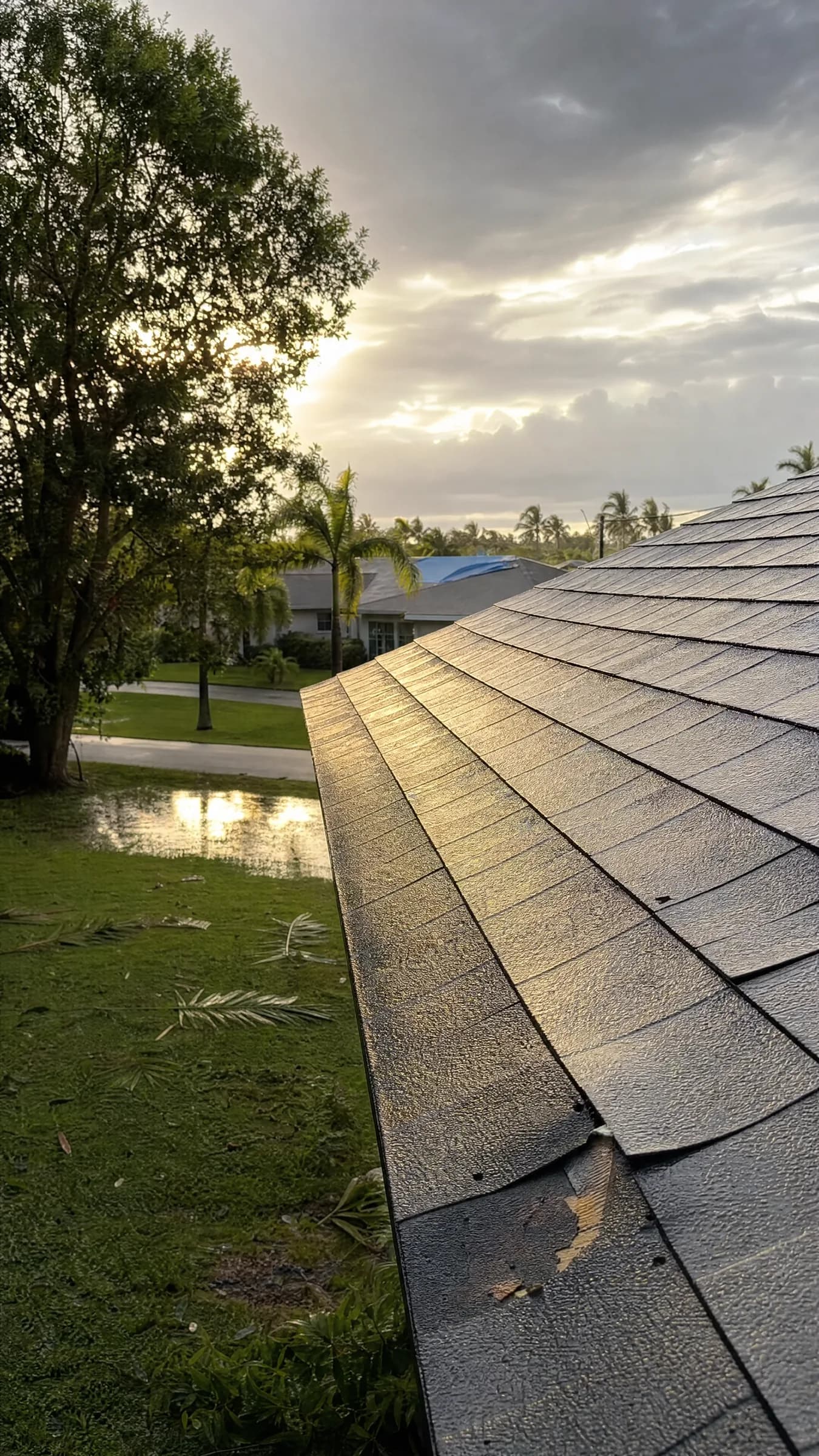 Morning after a Florida storm — wet shingle roof in golden light with debris across the lawn