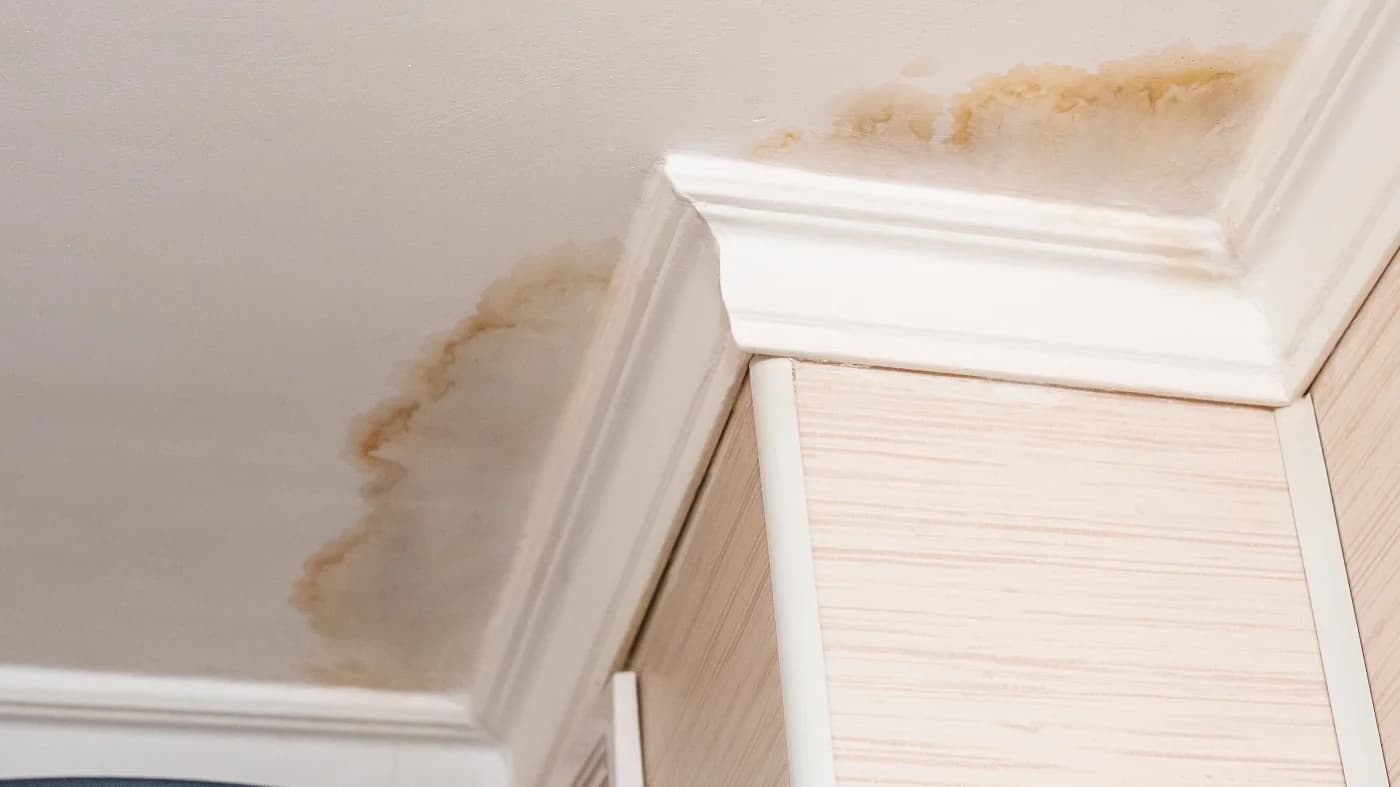 Brown water stains spreading across a white ceiling and crown molding from a roof leak