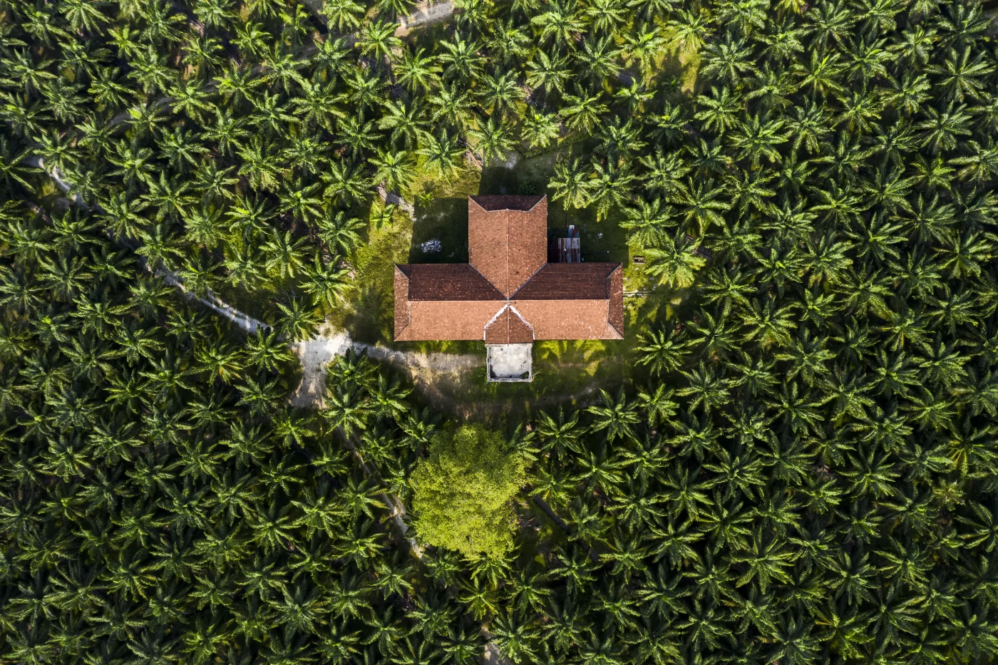 Aerial View Of A Palm Trees At A Palm Oil Plantation In South East Asia Aerial View Of A Palm Trees At A Palm Oil Plantation In South East Asia