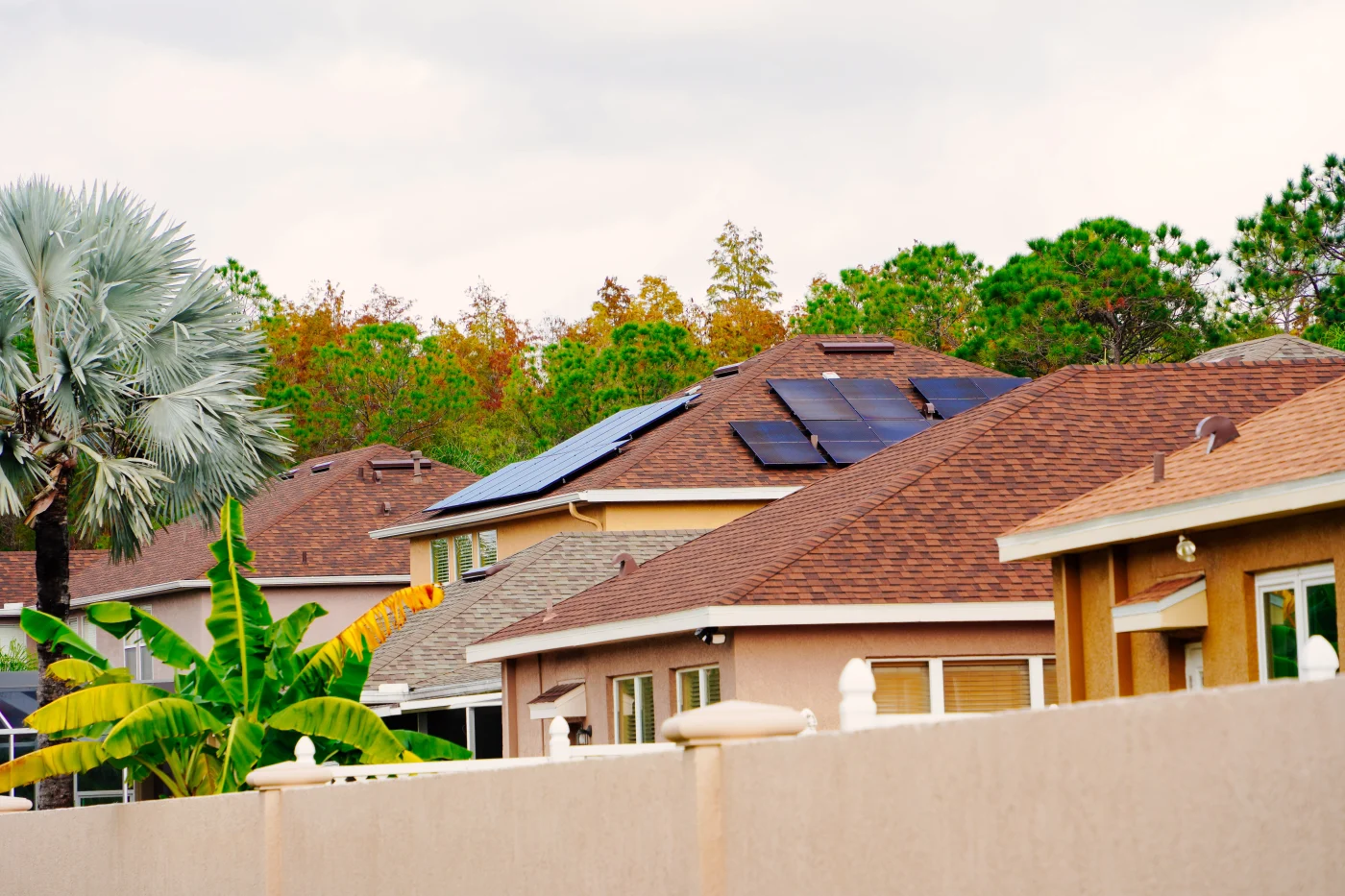 Rooftops of colorful residential homes surrounded by palm trees
