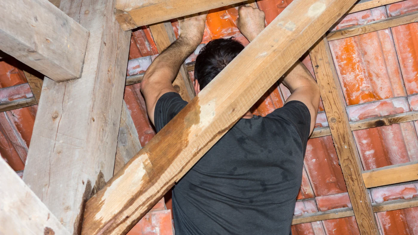A roofer inspecting attic moisture from storm damage