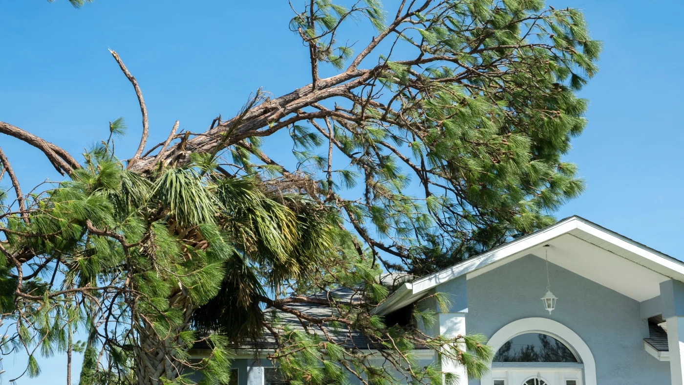 Storm damage caused by a fallen tree on a roof
