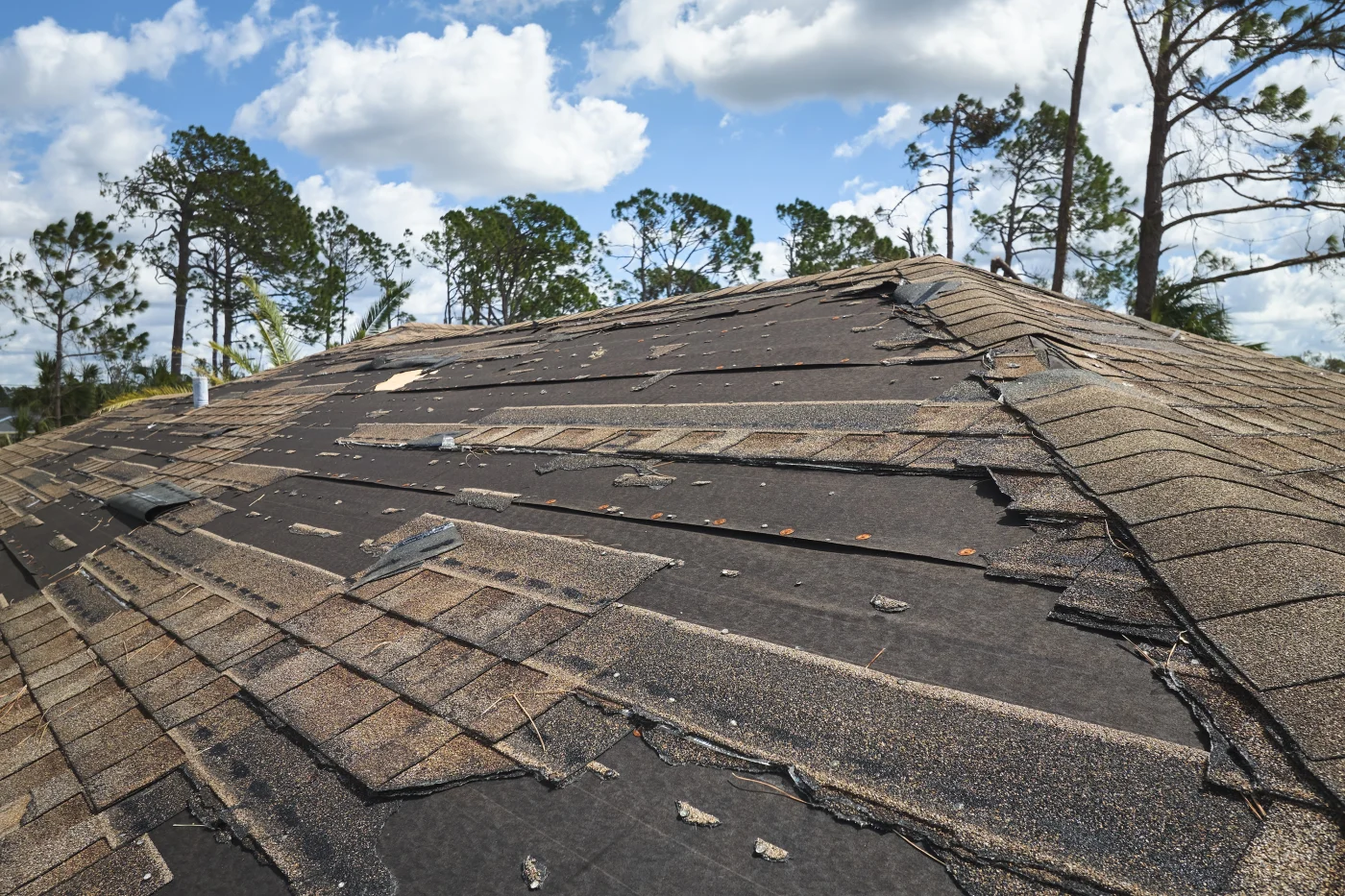 Dependable Roof Repairs | Winter Park, Fl | Universal Roof & Contracting Close-up view of a severely damaged shingle roof with missing, torn, and lifted shingles exposing underlayment, set against a backdrop of trees.